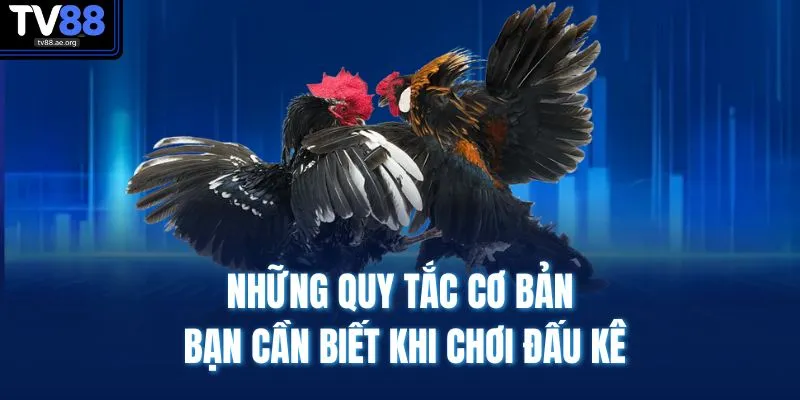 Đá Gà TV88 4 Những quy tắc cơ bản bạn cần biết khi chơi đấu kê