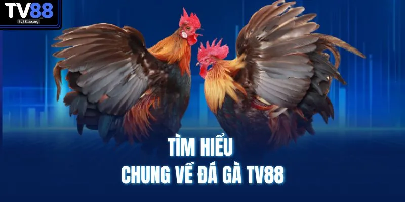 Đá Gà TV88 1 Tìm hiểu chung về đá gà TV88